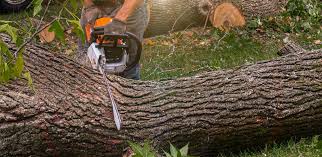 Reliable Port Angeles East, WA Tree Services Solutions