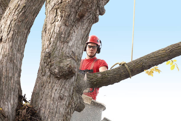 How Our Tree Care Process Works  in  Port Angeles East, WA